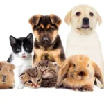 Legal Rights and Responsibilities of Pet Owners