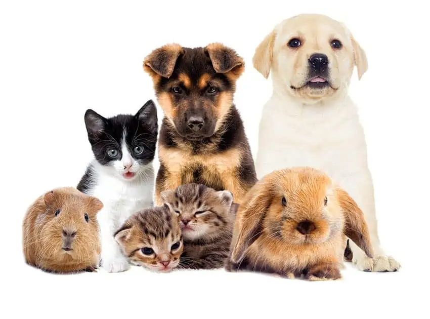 Legal Rights and Responsibilities of Pet Owners