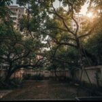 Overgrown Trees from Neighbouring Society